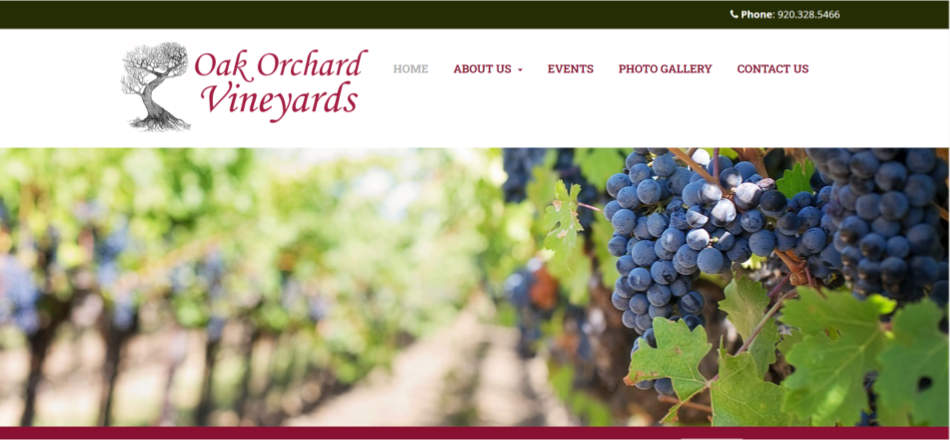 Oak Orchard Vineyards: a picture of grapes on a grapevine with the row of grapevines blurred out in the background